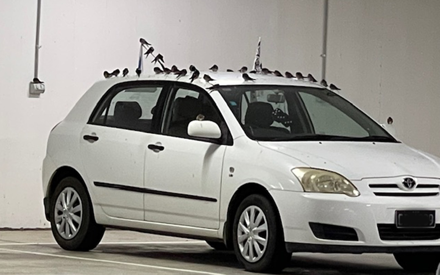 Birds enter car parking area to roost of a night Birds in the apartment parking areas