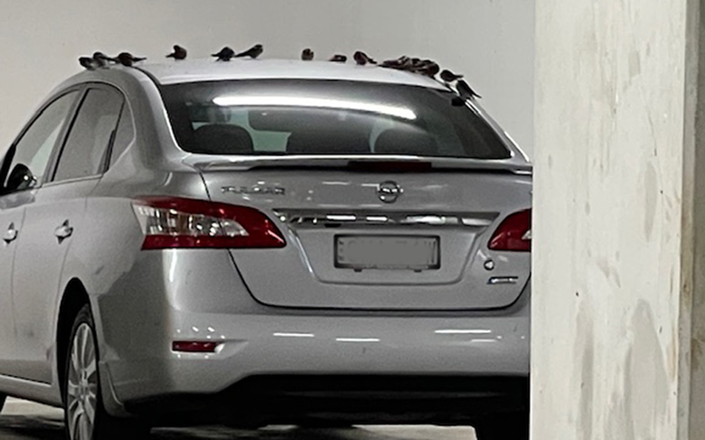Operator refuses to erect a garage door to prevent the birds entering the parking area