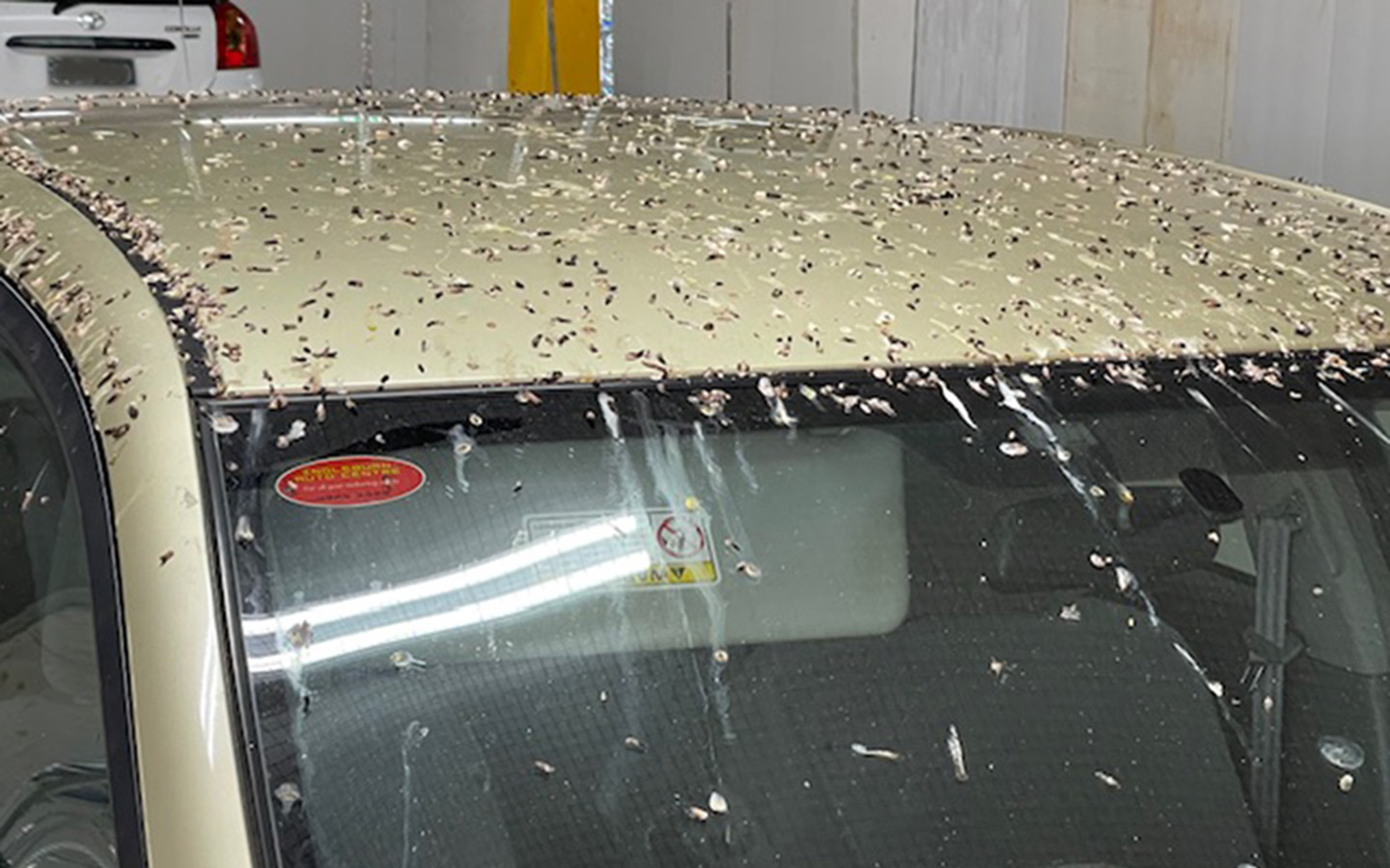 Birds continually leave their calling card, much to the distress of the residents